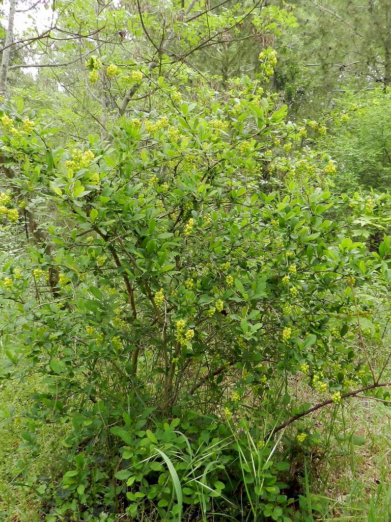 Berberis vulgaris